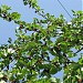 Big mulberry tree (Morus nigra)