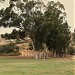 Chatsworth Oaks Park in Los Angeles, California city