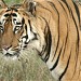 Bandhavgarh National Park