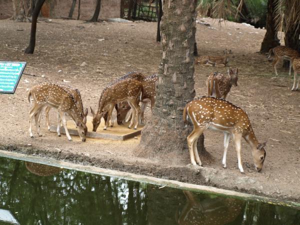 Nehru Zoological Park - Hyderabad