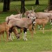 ZOO Olomouc - Svatý Kopeček in Olomouc city