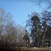 Берёзовая роща (Козий парк) в городе Ижевск
