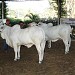 FAPIJA / Escola Agrícola de Jacareí na Jacareí city