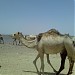 مطار شنقيط في ميدنة شنقيط 