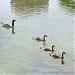 Rotary Marsh Park (Bird sanctuary) in Kelowna city