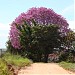 Saída para o Bairro Palmeira na Dracena city
