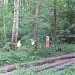 Старая лесная просека в городе Москва
