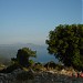 Forest  of  Holm-oak (Holly-oak) trees