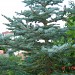 Fir-tree  the  Hellenic
