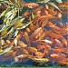 Hồ THÁI DỊCH trong Thành phố Huế thành phố