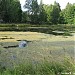 Заболоченный пруд Берёзки в городе Лобня