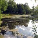 Заболоченный пруд Берёзки в городе Лобня