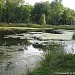 Заболоченный пруд Берёзки в городе Лобня