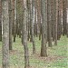 Сосновый бор в городе Кубинка