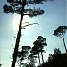 Foret de Pins du College St Joseph-Antoura (fr) in Ain Toura city