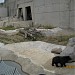 Bears in Sofia city