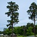 Светлополянское Лесничество в городе Пенза
