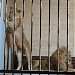 Големи котки in София city