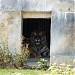 Големи котки in София city