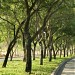 Corporate Woods (en) in Lungsod Muntinlupa city
