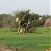 Exposition de chevres sur arganiers (fr)