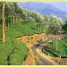 Haseeb & Aji's Tharavadu (ml) in Kodungallur city
