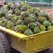 Ladang Institut Pertanian Kuala Lipis di bandar Kuala Lipis