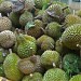 Ladang Institut Pertanian Kuala Lipis di bandar Kuala Lipis