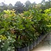Ladang Institut Pertanian Kuala Lipis di bandar Kuala Lipis
