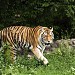 Амурские тигры в городе Москва