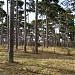 Forêt de pins dans la ville de Paris