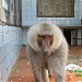 Сухумский обезьяний питомник (НИИЭПиТ)