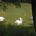 Pelican pond in Kyiv city
