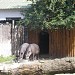 Alpaca in Kyiv city