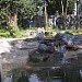Медведи (новый павильон) в городе Киев