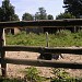 Страусы в городе Киев