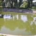 Пруды в русле речья Песчаного (птицы) в городе Киев