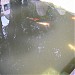 Японский садик в городе Киев