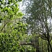 Подвесной пешеходный мост (разв.) в городе Сердобск