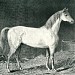 Grave of Thoroughbred Horse 