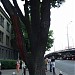 Древний дуб в городе Киев