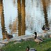 Duck Pond in Muncie, Indiana city