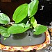 Sơn Hoa Kiểng - Chuyên các loại cây hoa kiểng - Nội Thất - Kiểng Lá - Sứ Đại in Ho Chi Minh City city