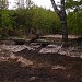 Swamp