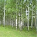 Городской парк в городе Люботин