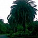 Batumi Botanical Garden in Batumi city