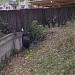 Казуары в городе Киев