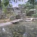 Медведи (новый павильон) в городе Киев
