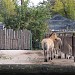 Верблюды и кони в городе Киев