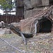 Животные пустынь в городе Киев